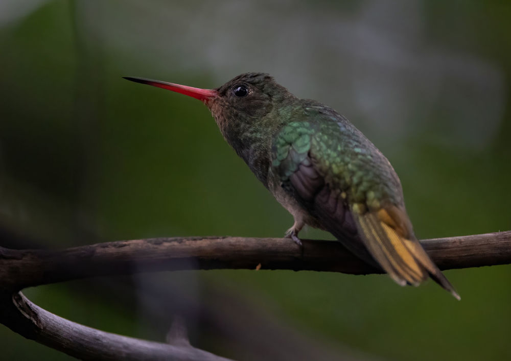 Gilded Hummingbird (Hylocharis chrysura). Photo: David Ascanio ®.